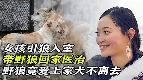 引狼入室在线观看  第1张